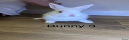 Netherland Dwarf rabbits for sale: 🐰✨Baby rabbits ready for home✨🐰 - Advert 10