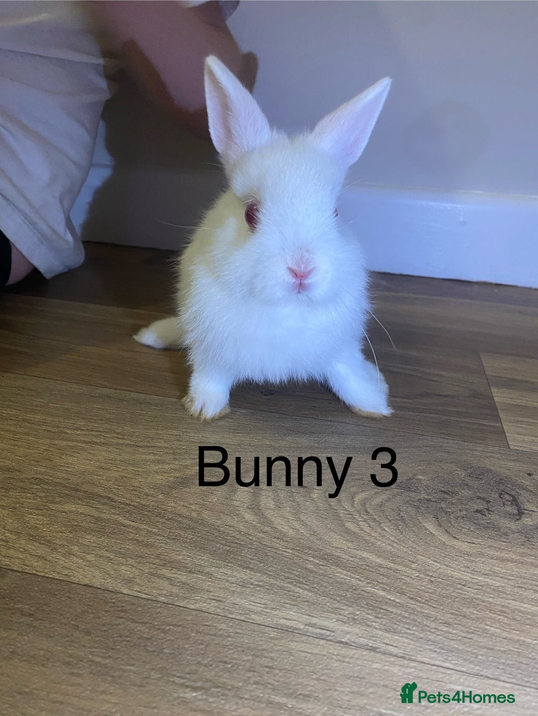 Netherland Dwarf rabbits for sale: 🐰✨Baby rabbits ready for home✨🐰 - Advert 10