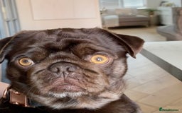 Pug dogs for sale: Chocolate Brown Pug - Image 10