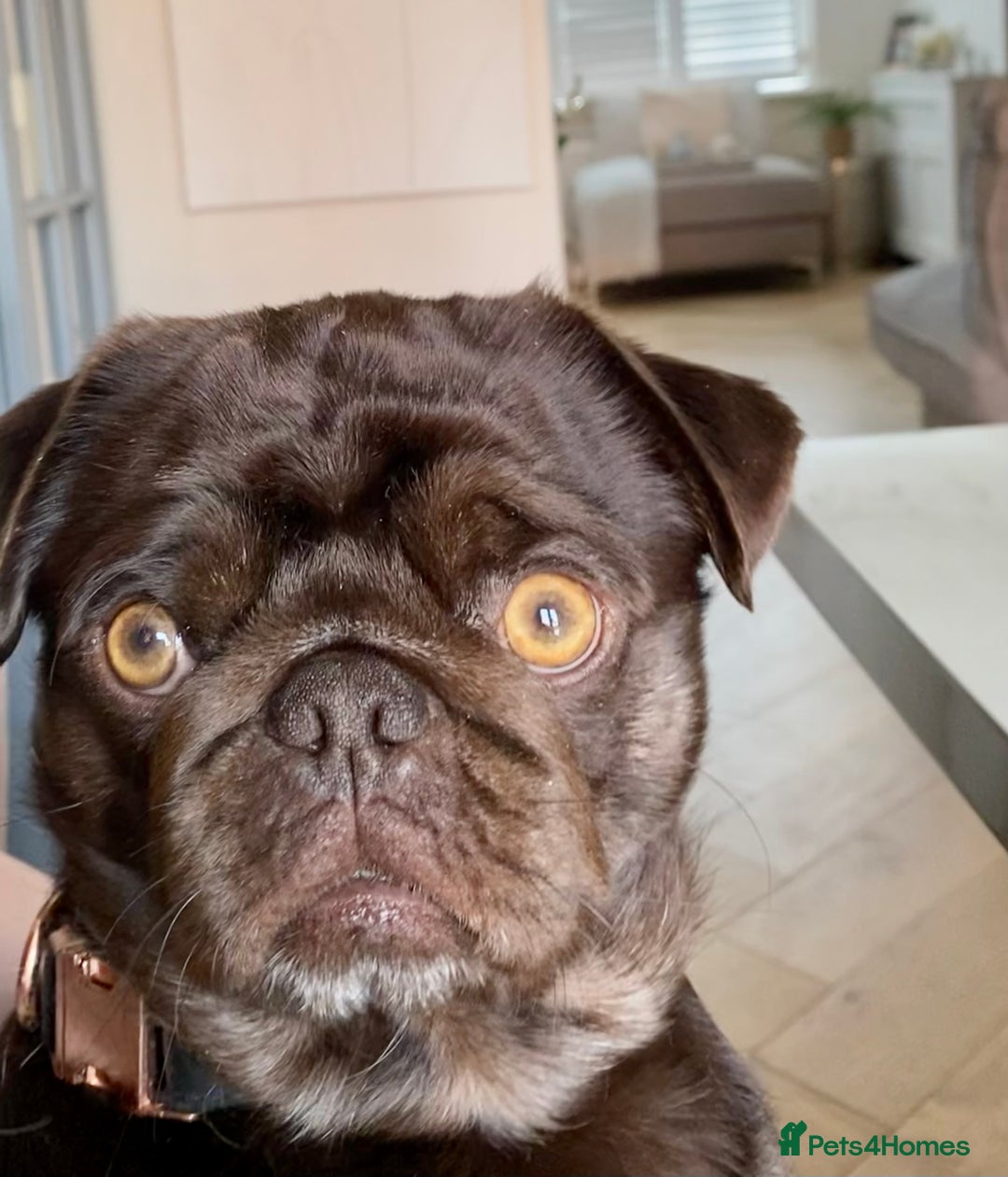 Pug dogs for sale: Chocolate Brown Pug - Image 10