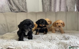 Cockapoo dogs for sale: Cockapoo puppy’s ready Wednesday  - Image 1