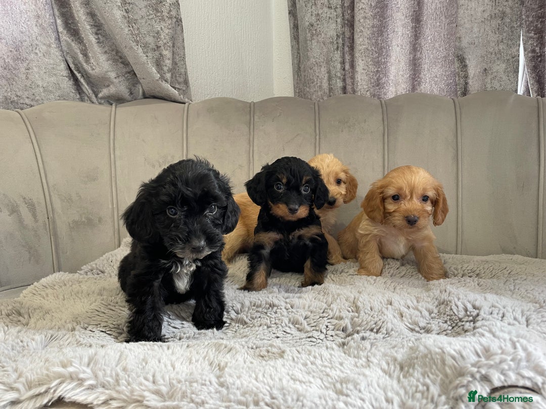 Cockapoo dogs for sale: Cockapoo puppy’s ready Wednesday  - Image 1