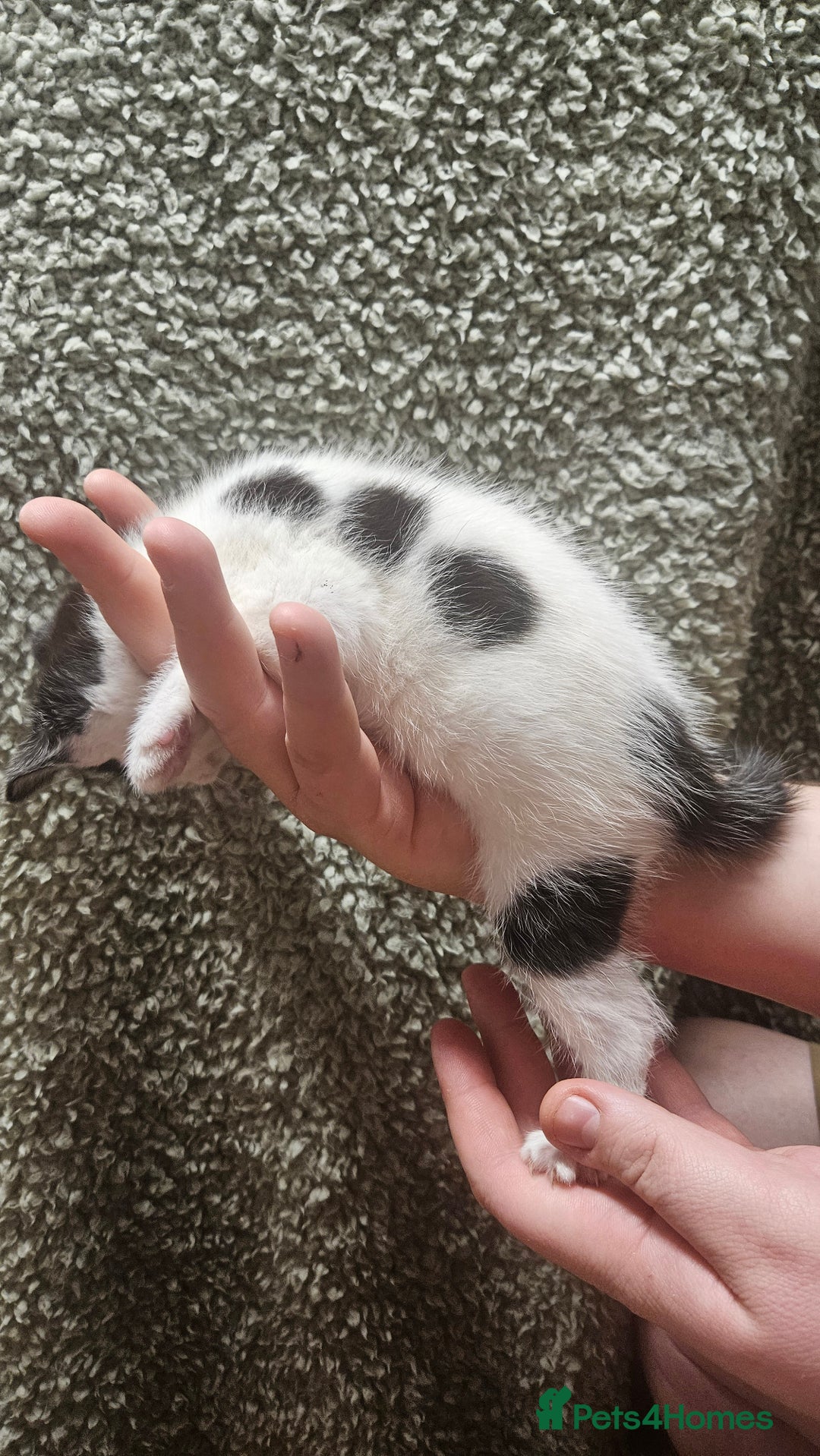 Mixed Breed cats for sale: Kittens  - Advert 7