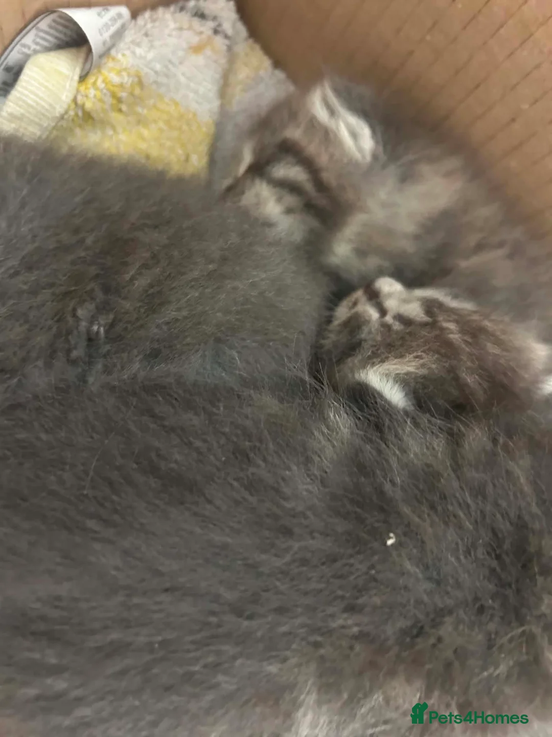 Maine Coon cats for sale: Mainecoon kittens blue/slivers greys  - Advert 4