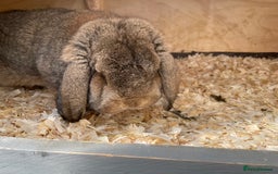 German Lop rabbits for sale: 4 x German lop babies (PET homes!) in Cramlington - Image 7