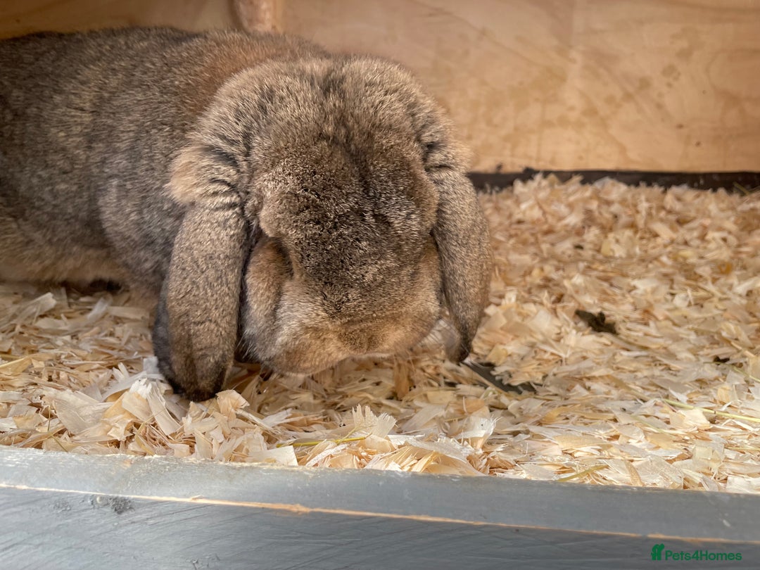 German Lop rabbits for sale: 4 x German lop babies (PET homes!) in Cramlington - Image 7