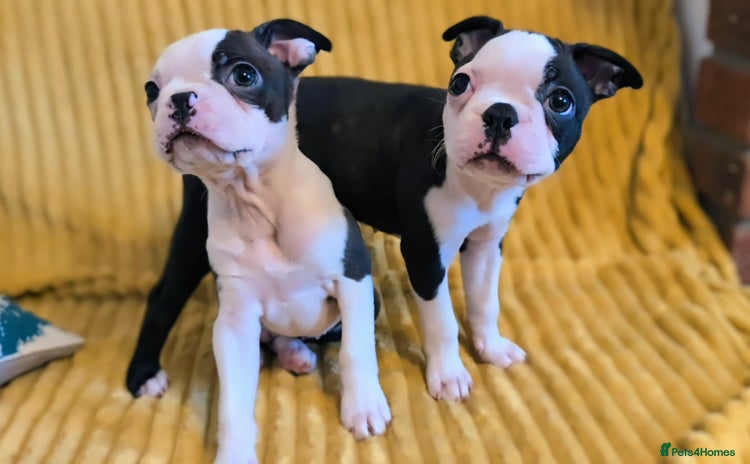 Boston Terrier dogs - Advert 4