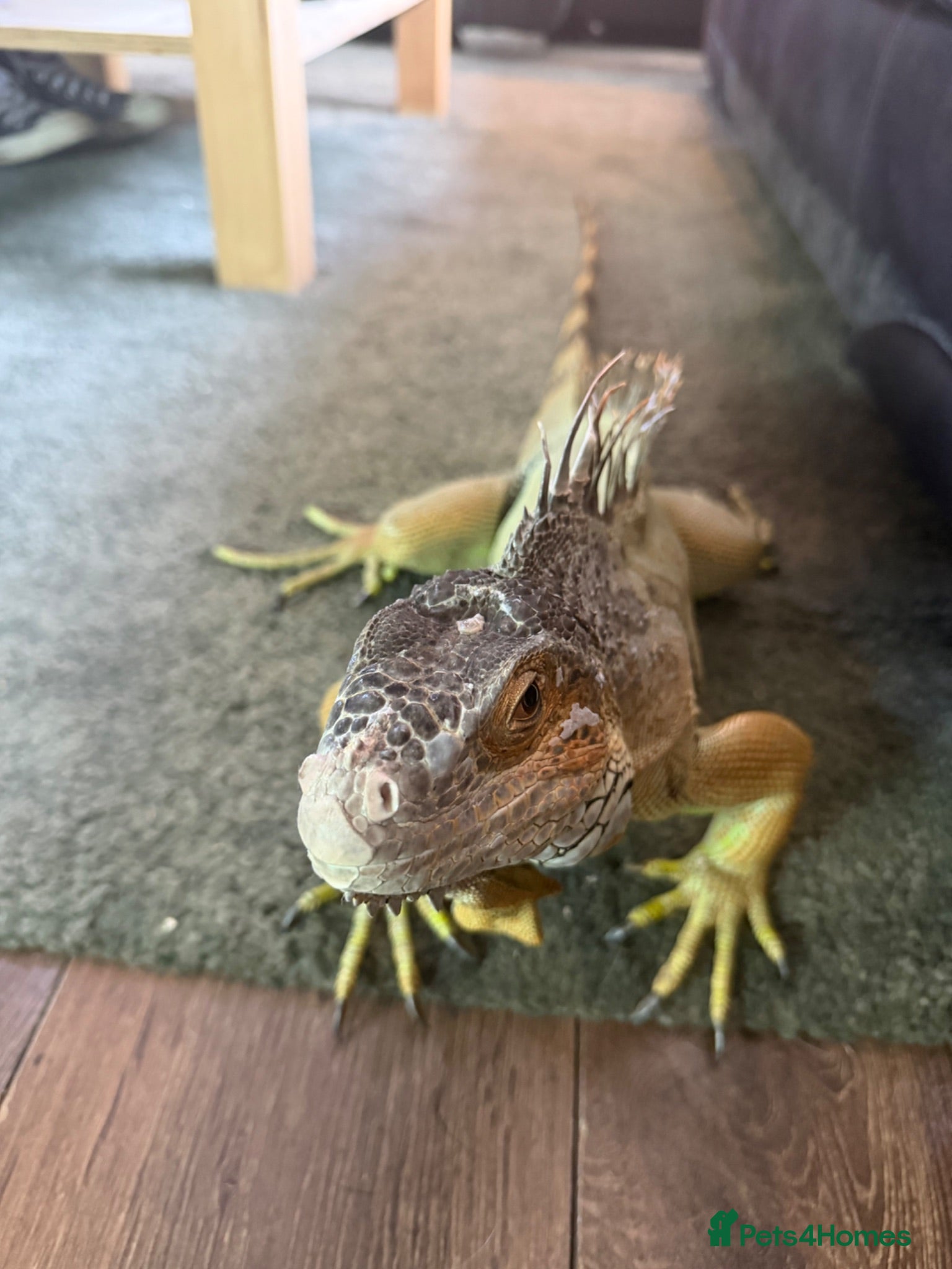 Iguana reptiles Green Iguana - Advert 17