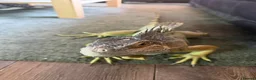 Iguana reptiles for sale: Green Iguana - Advert 1