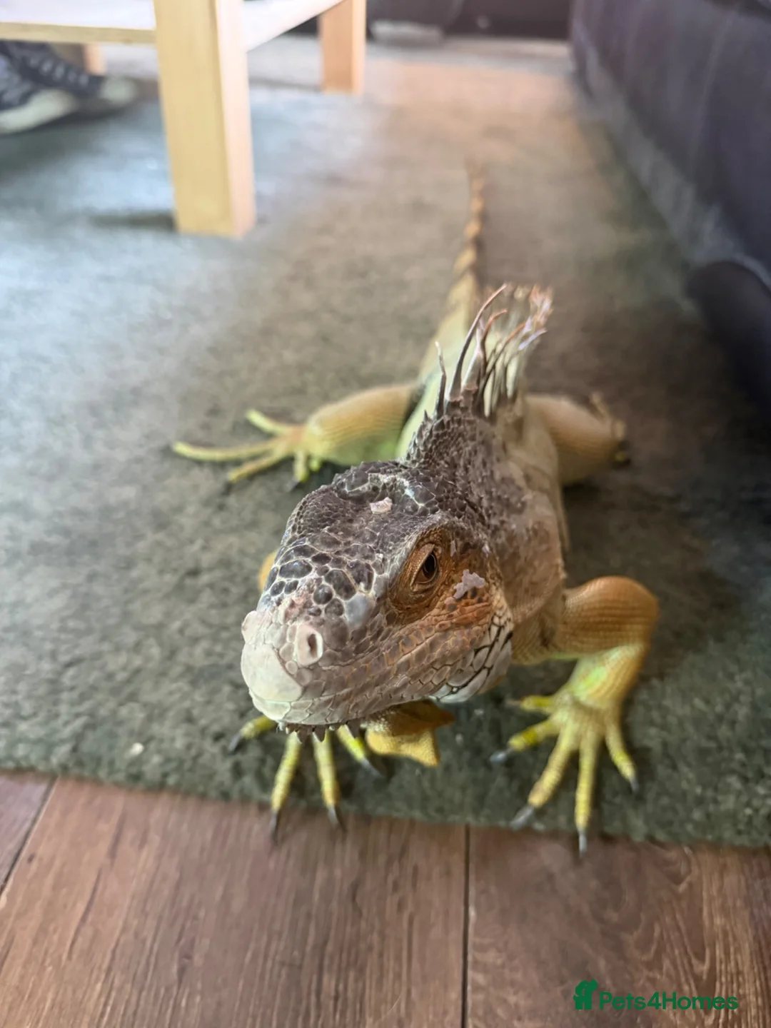 Iguana reptiles for sale: Green Iguana - Advert 1