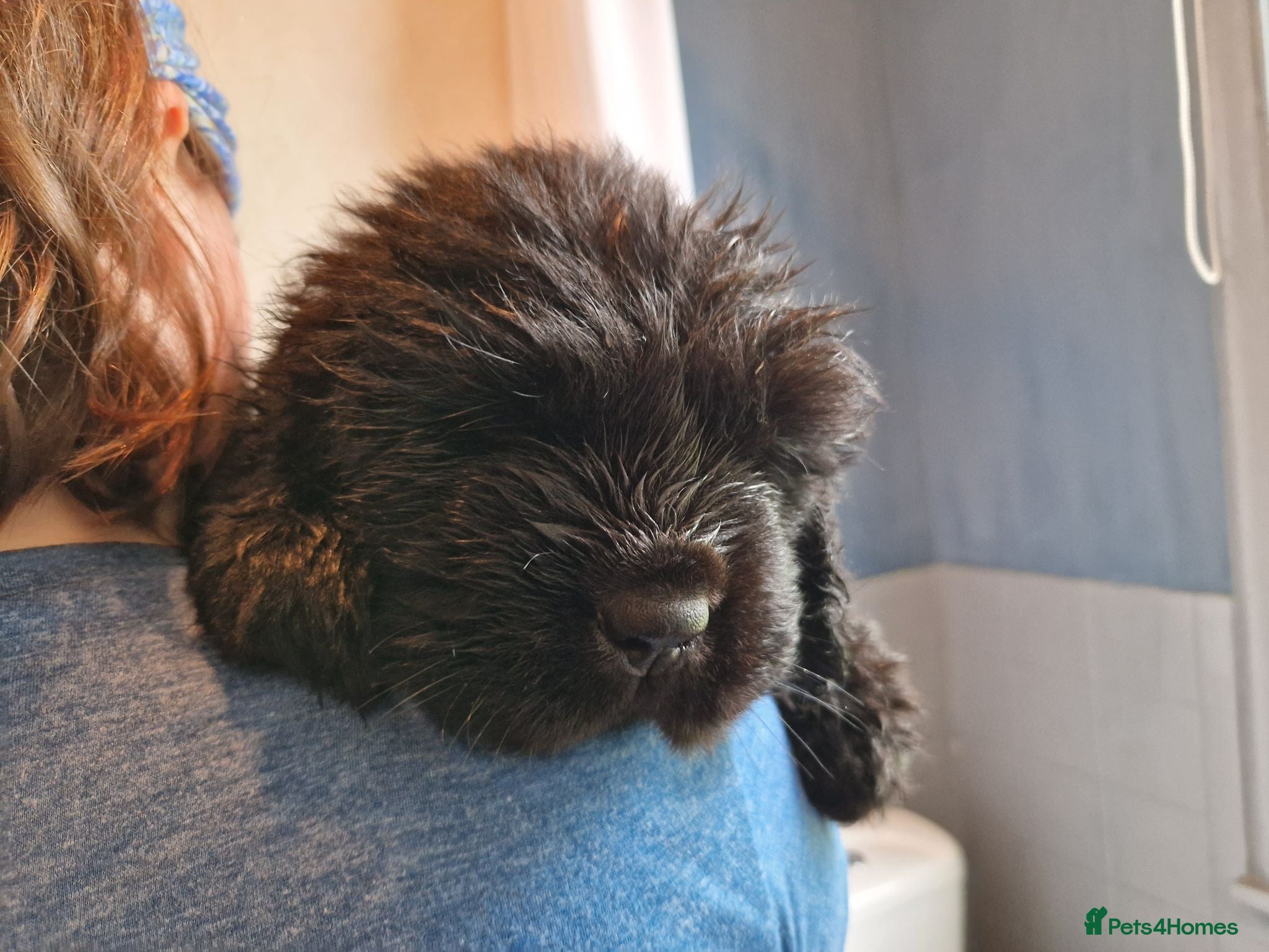 Newfoundland dogs KC Registered Black Newfoundland Puppies  - Advert 2