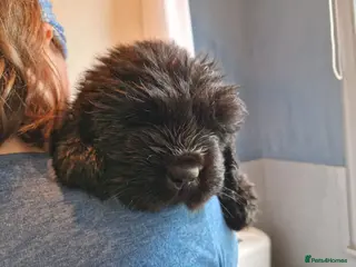Newfoundland dogs KC Registered Black Newfoundland Puppies - Advert 2