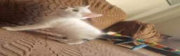 Mixed Breed cats for sale: Beautiful kittens READY TODAY  - Advert 9