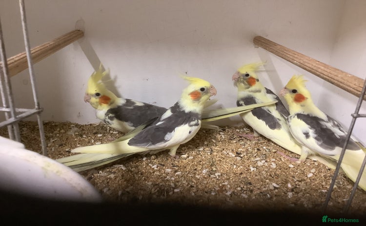 Cockatiels birds - Advert 13