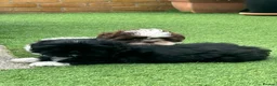 Shih Tzu dogs for sale: Molly Moo Moo - Advert 13