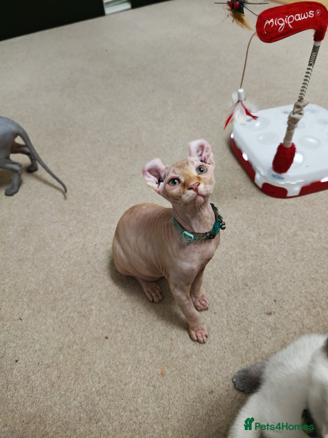 Sphynx cats for sale: 2 Ginger Unique Elf Boys left! READY NOW - Advert 10