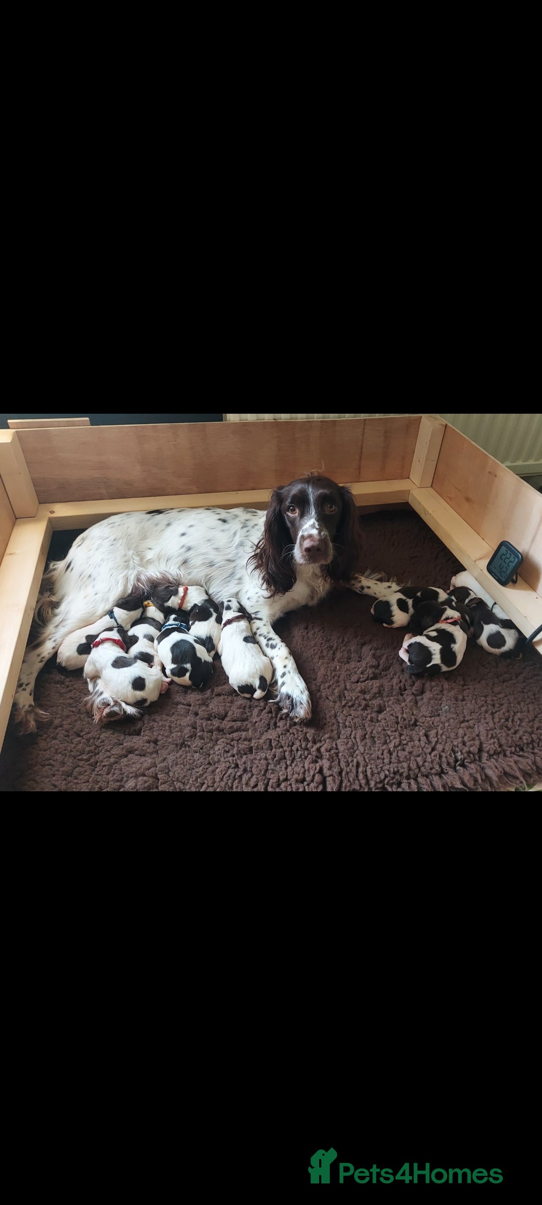 English Springer Spaniel dogs for sale: KC registered English Springer Spaniel puppies 🐾 - Advert 1