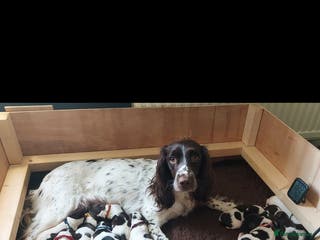 English Springer Spaniel dogs KC registered English Springer Spaniel puppies 🐾 - Advert 1