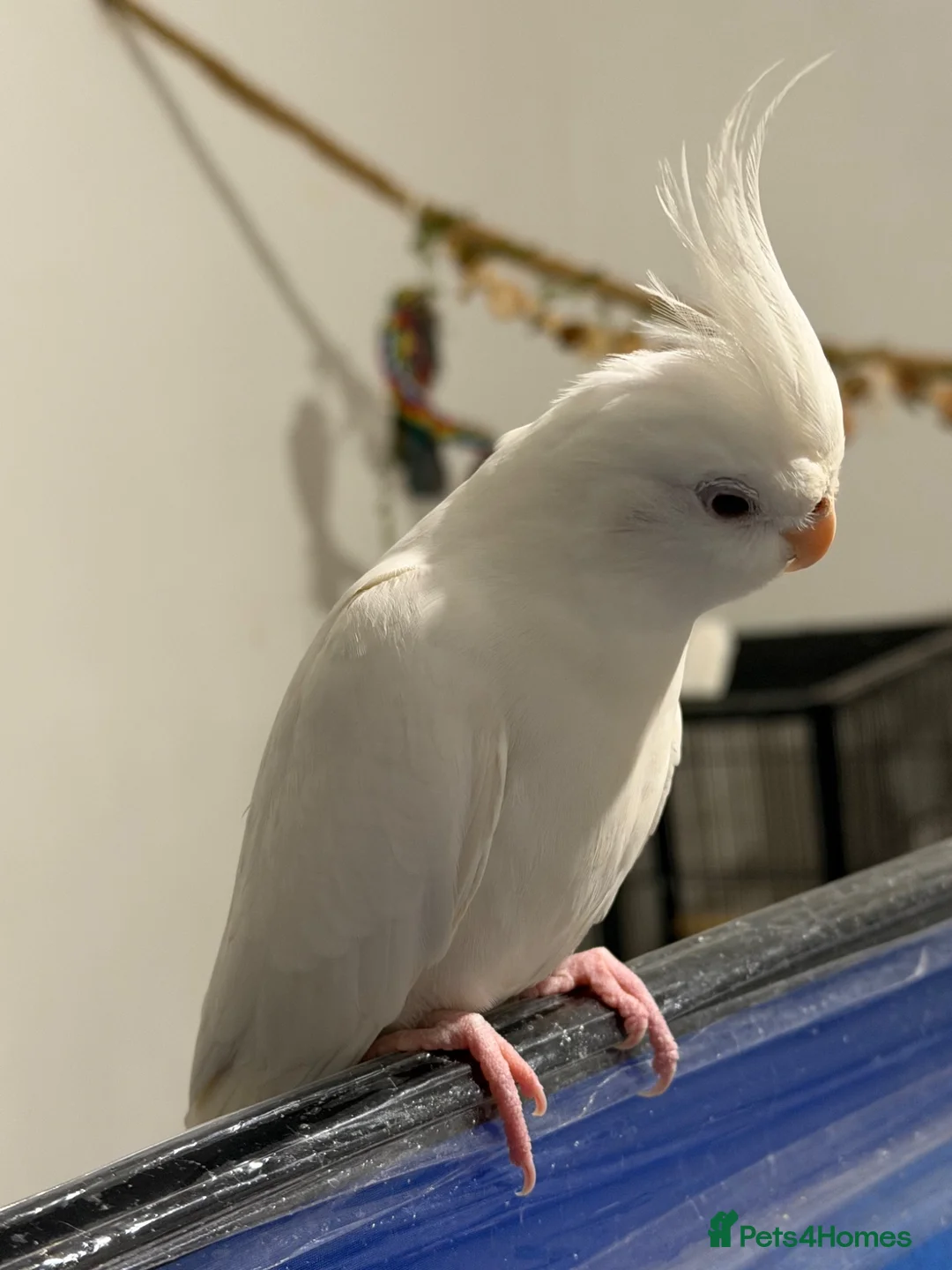 Cockatiels birds for sale: Puffball beautiful albino red eye cockatial  - Advert 2