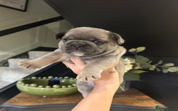 French Bulldog dogs for sale: French bulldog pups  - Advert 15