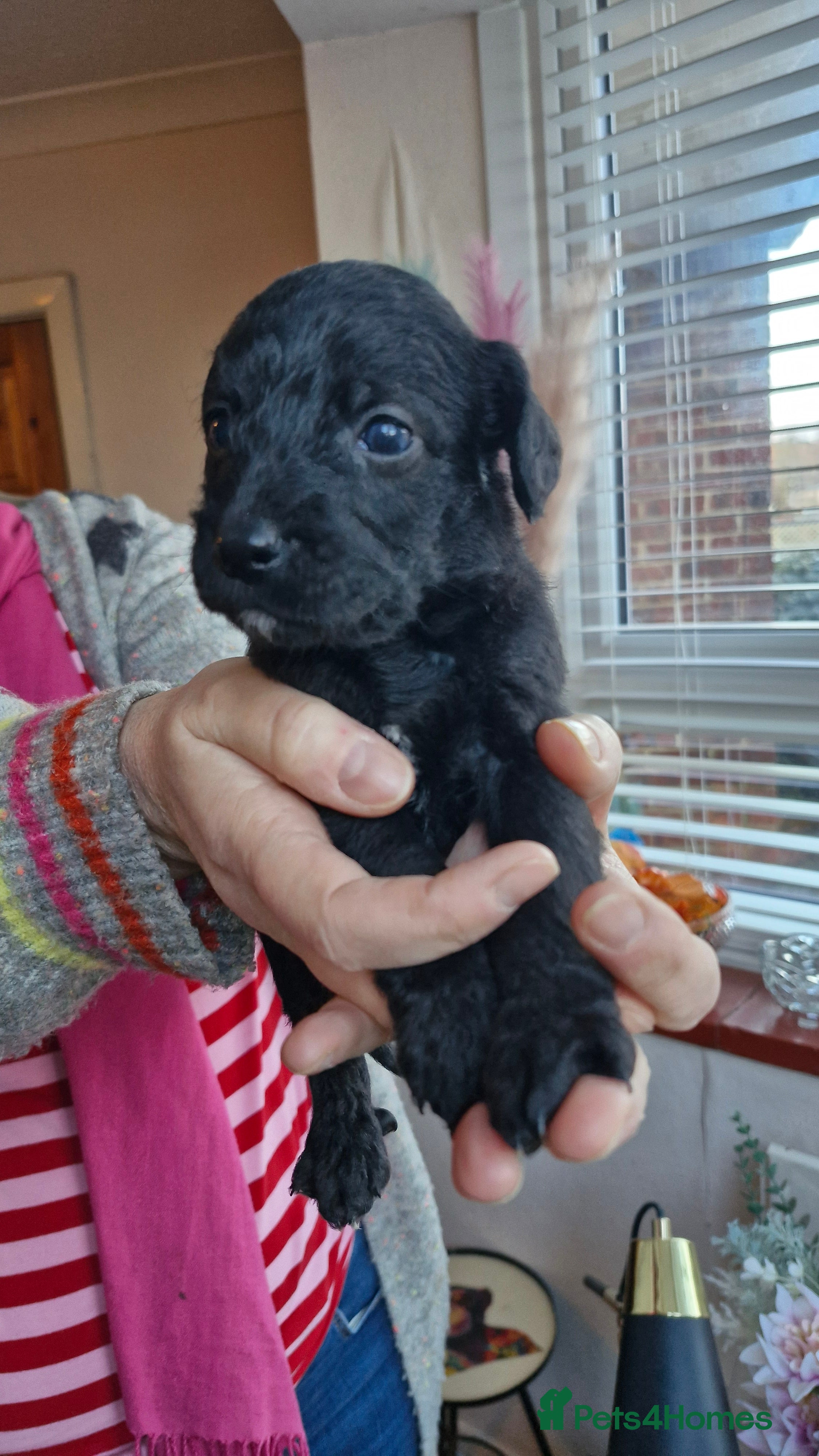 Mixed Breed dogs Cockerpoo/Schnoodle/Bischon Puppies  - Advert 1