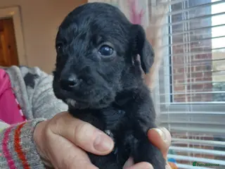 Mixed Breed dogs Cockerpoo/Schnoodle/Bischon Puppies - Advert 1