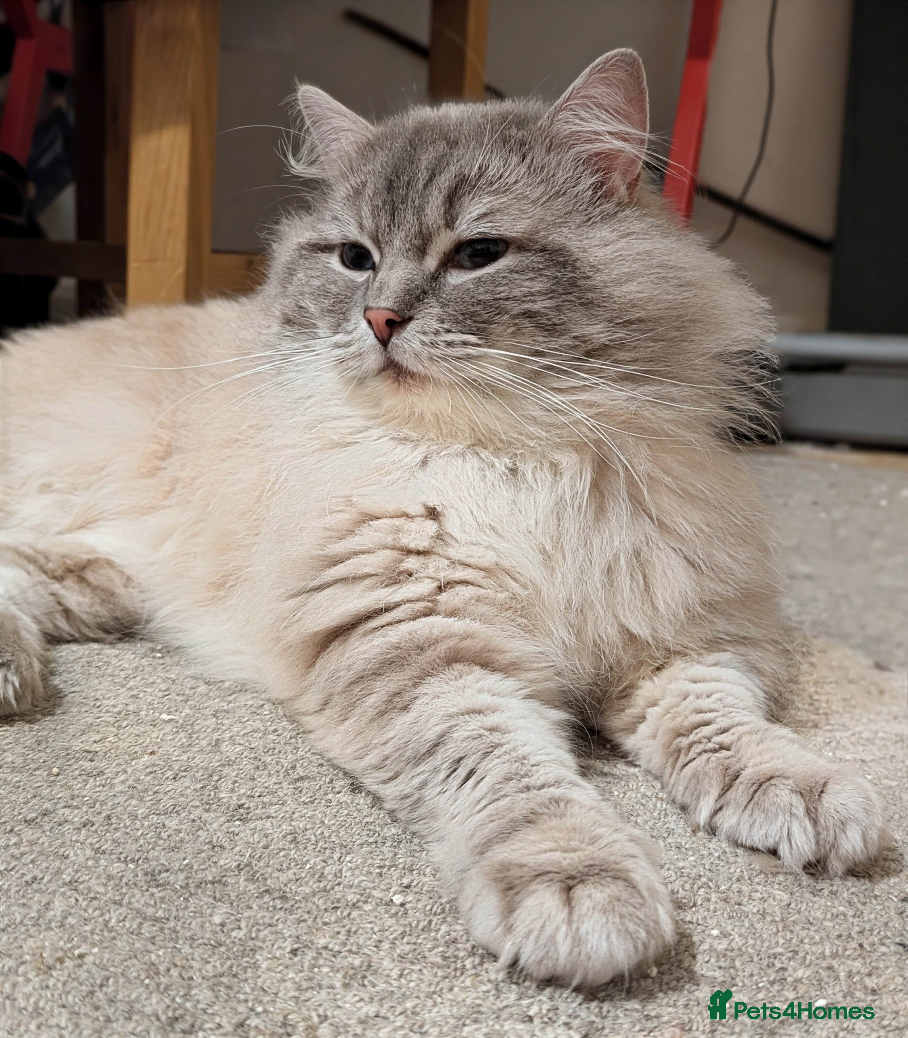 Ragdoll cats King Baloo👑💖 - Advert 1