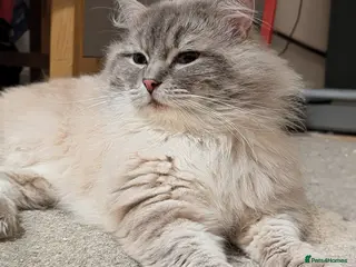 Ragdoll cats King Baloo👑💖 - Advert 1