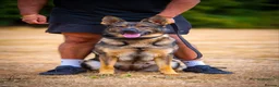 German Shepherd dogs for sale: Elite working line puppies. Repeat breeding! - Advert 2