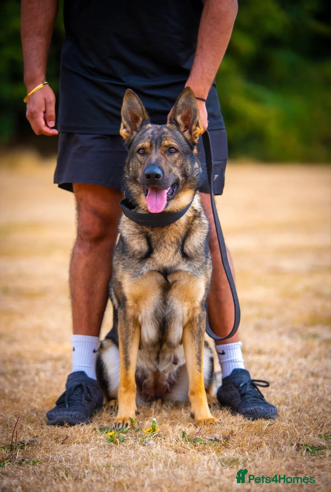 German Shepherd dogs for sale: Elite working line puppies. Repeat breeding! - Advert 2