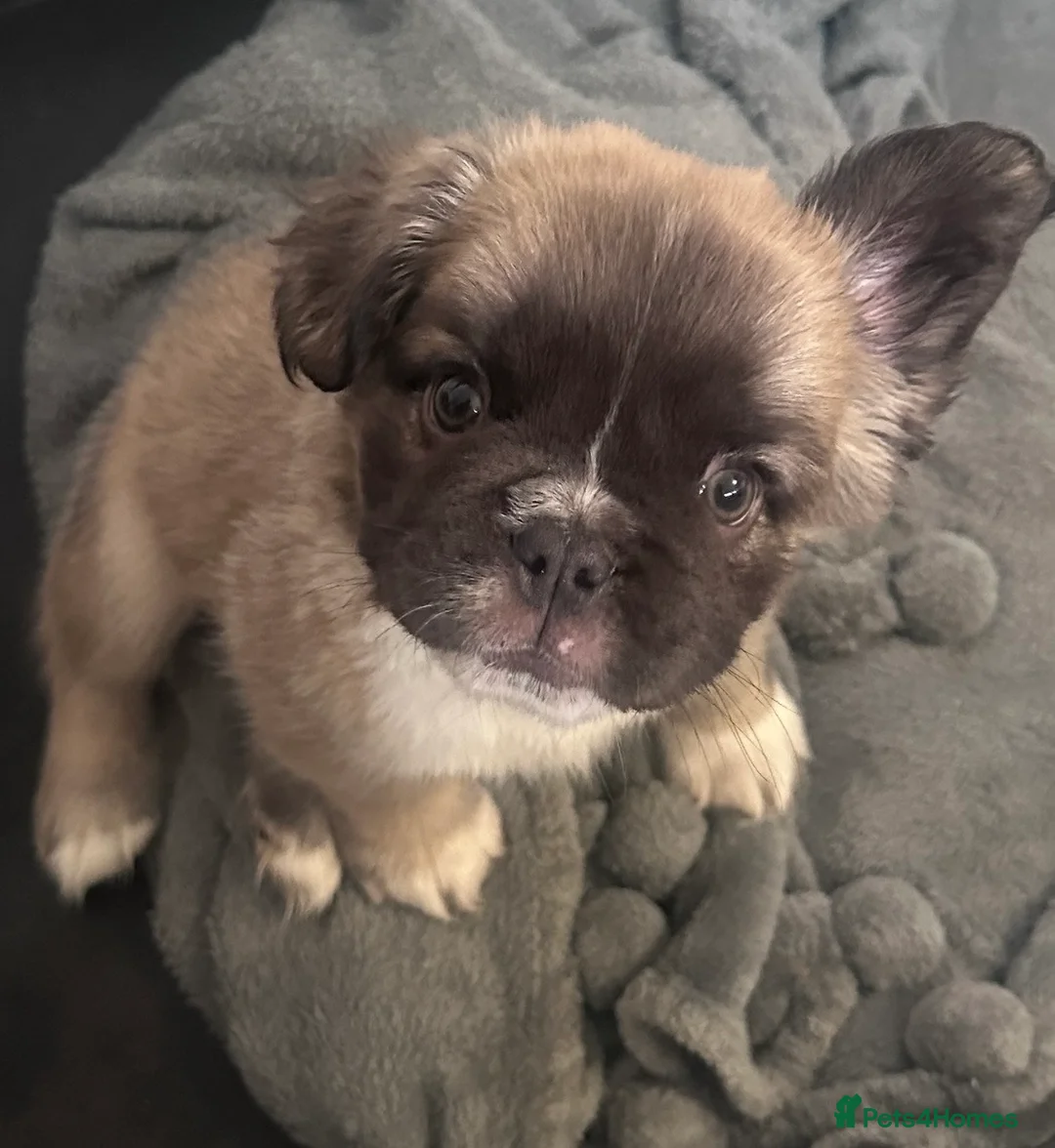 French Bulldog dogs for sale: Fluffy female French bulldog  - Advert 2