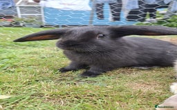 English Lop rabbits for sale: Rabbits for sale - Image 4