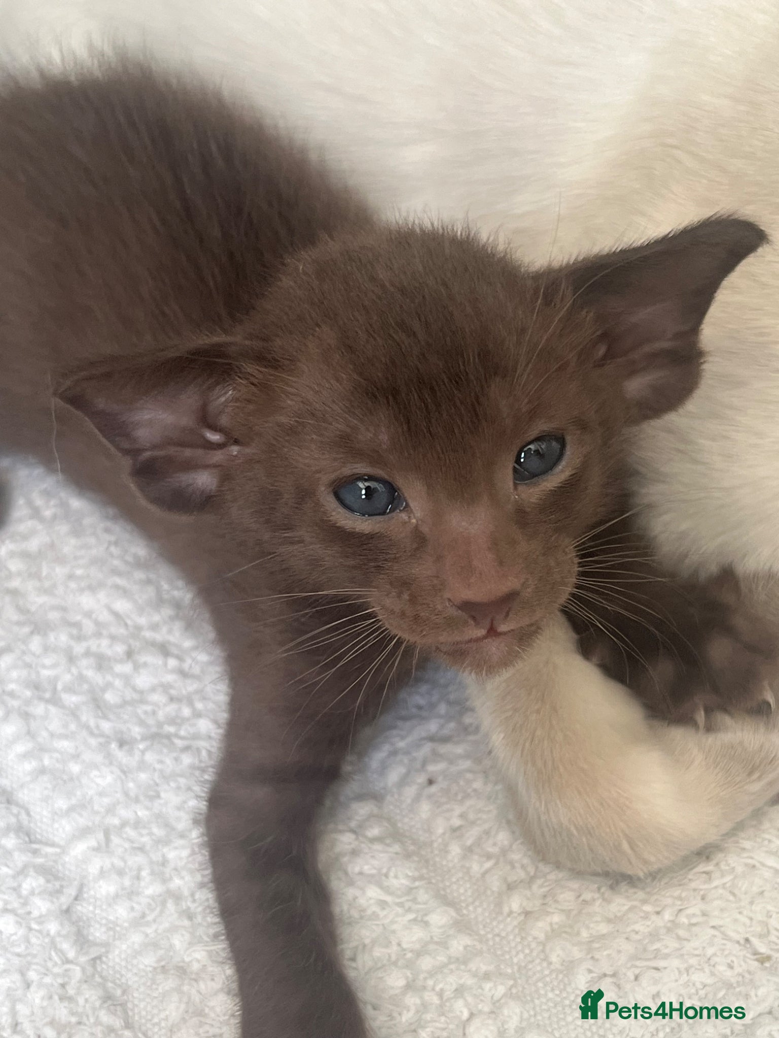 Havana Brown cats Pedigree Havana Brown Boys GCCF reg - Advert 2