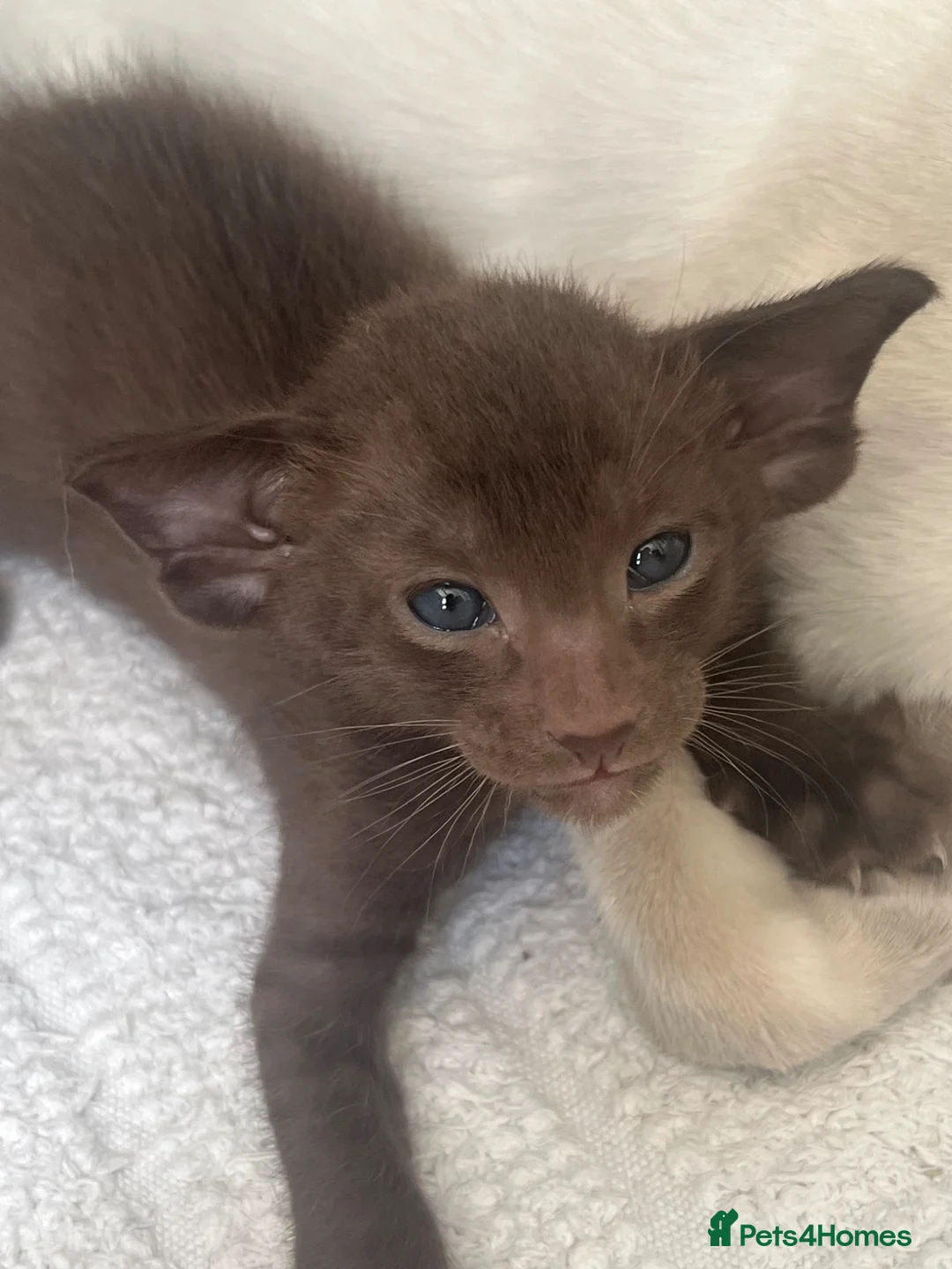 Havana Brown cats for sale: Pedigree Havana Brown Boys GCCF reg - Advert 1