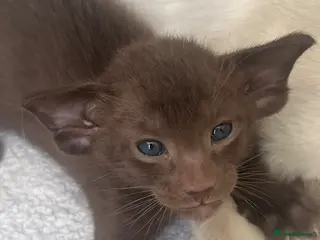 Havana Brown cats Pedigree Havana Brown Boys GCCF reg - Advert 2