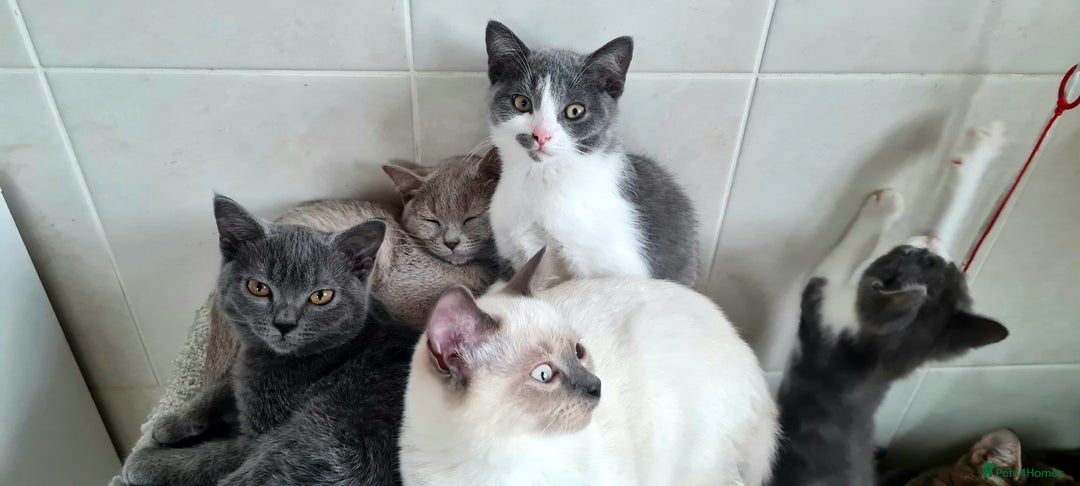British Shorthair cats for sale: Beautiful Blue British, Lilac, Color point, Tabby  - Image 6