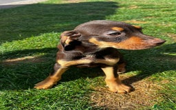 Mixed Breed dogs for sale: HUNGAROAN VIZSLADOR PUPPIES - VIZSLA x LABRADOR - Image 16