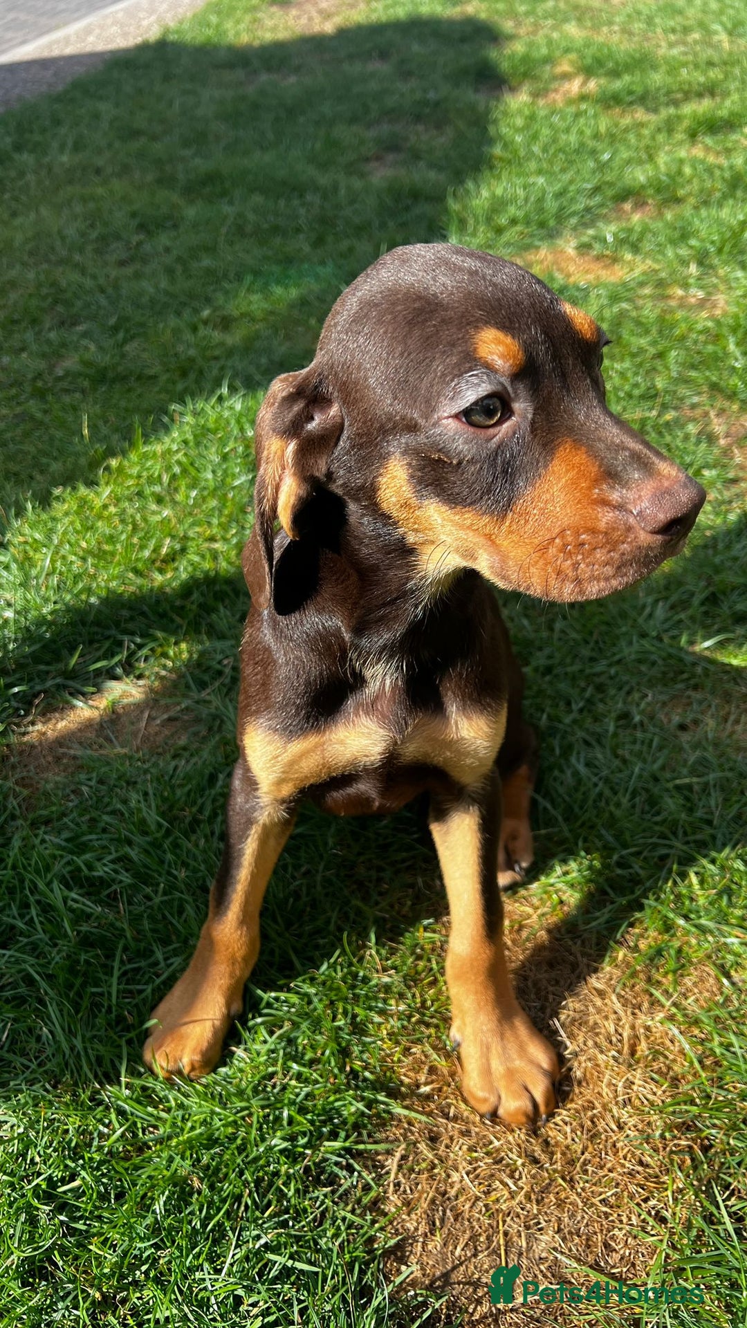 Mixed Breed dogs for sale: HUNGAROAN VIZSLADOR PUPPIES - VIZSLA x LABRADOR - Image 16