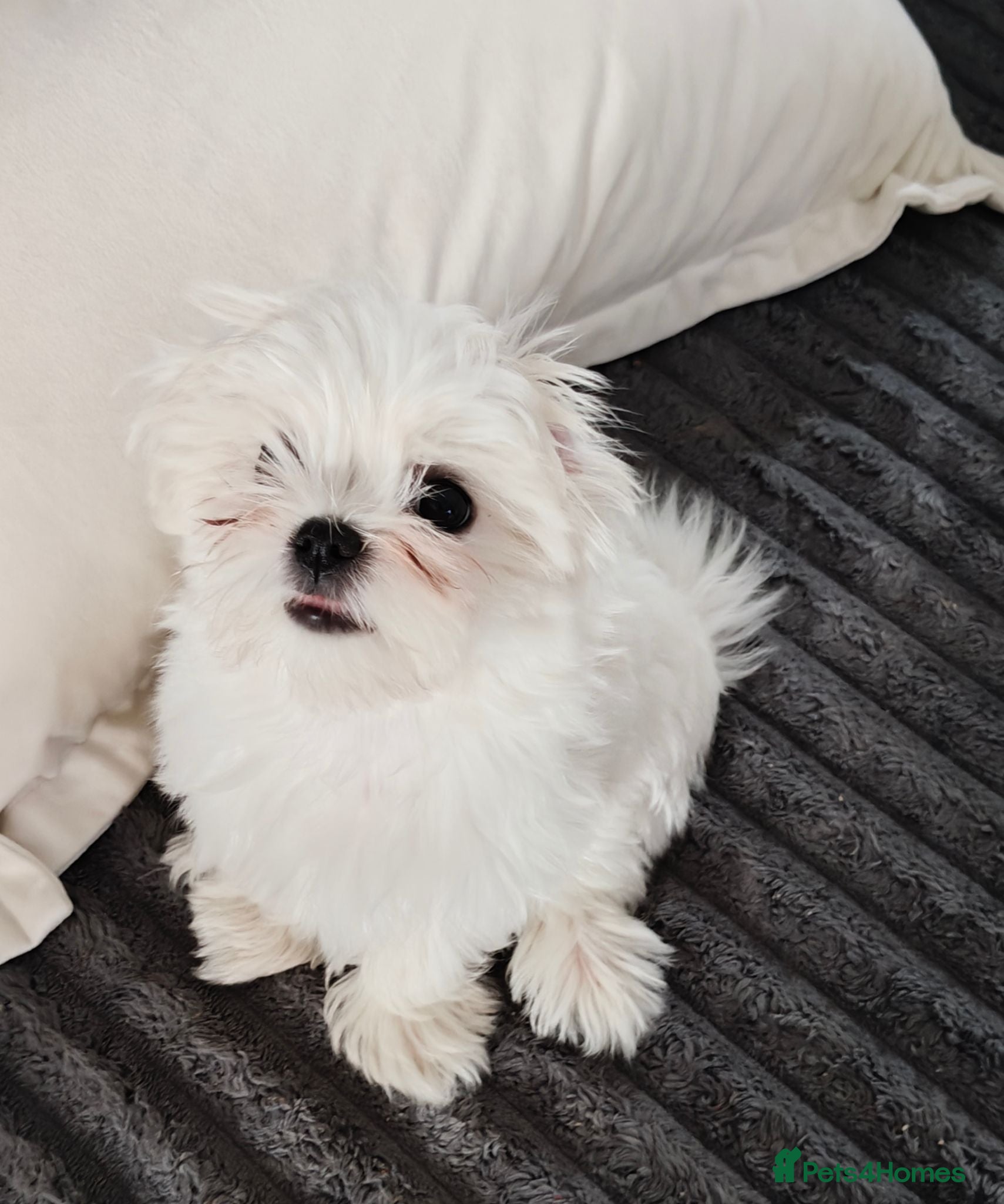 Maltese dogs Beautiful cuties - Advert 2