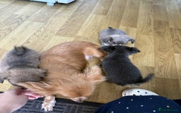 Chihuahua dogs for sale: Two boy chihuahua puppies  - Image 2