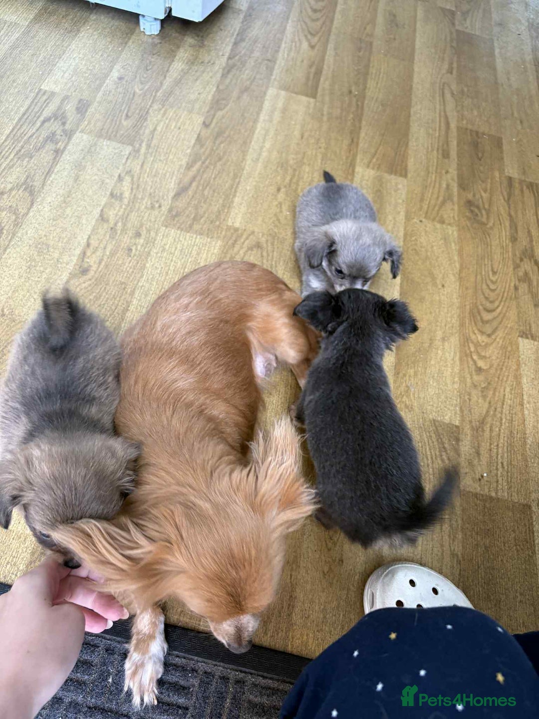 Chihuahua dogs for sale: Two boy chihuahua puppies  - Image 2