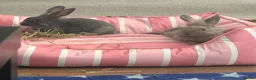 Mixed Breed rabbits for sale: Cute bunny’s for £65 each including essentials. in London - Advert 3