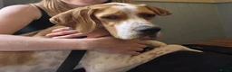 Pointer dogs for adoption: Remi (English Pointer) in Bedford - Advert 24