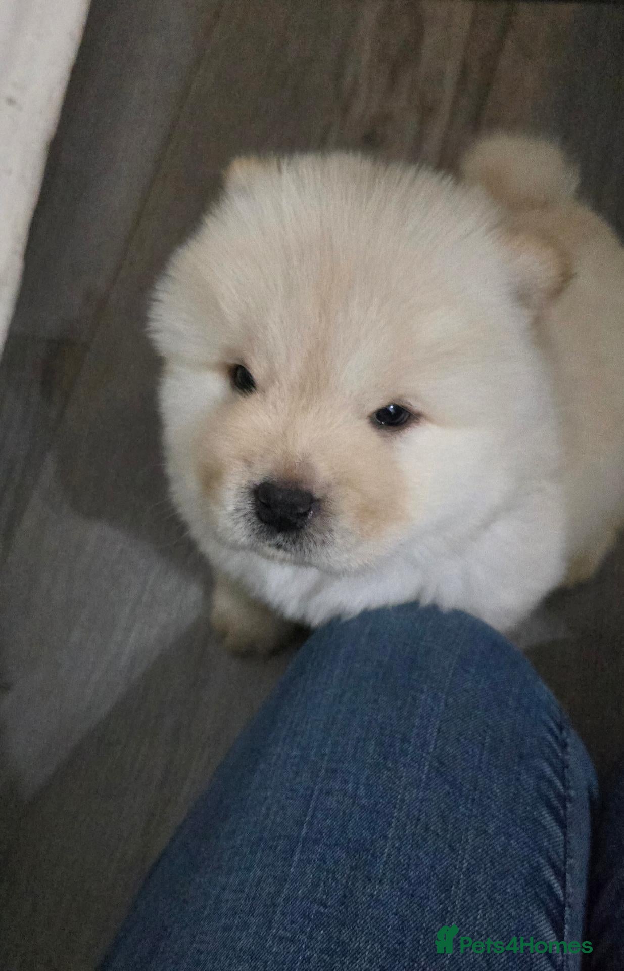 Chow Chow dogs for sale: KC Chowchow puppies - Advert 2