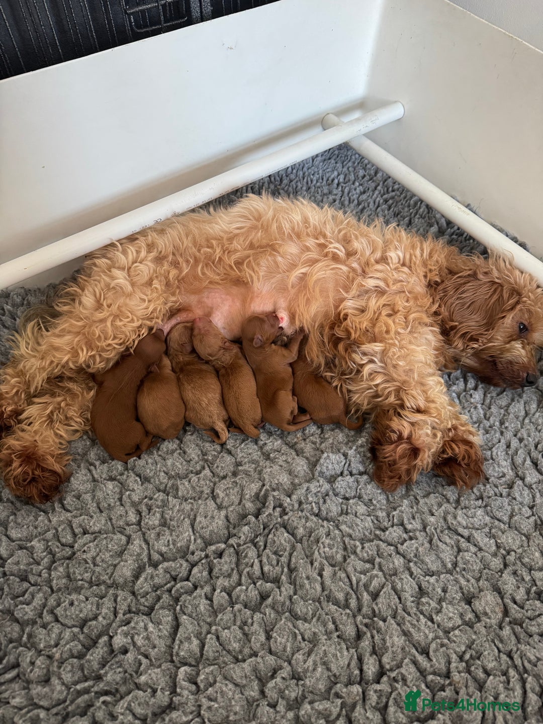 Cavapoo dogs for sale: Health tested F1b Cavapoo puppies - Advert 9
