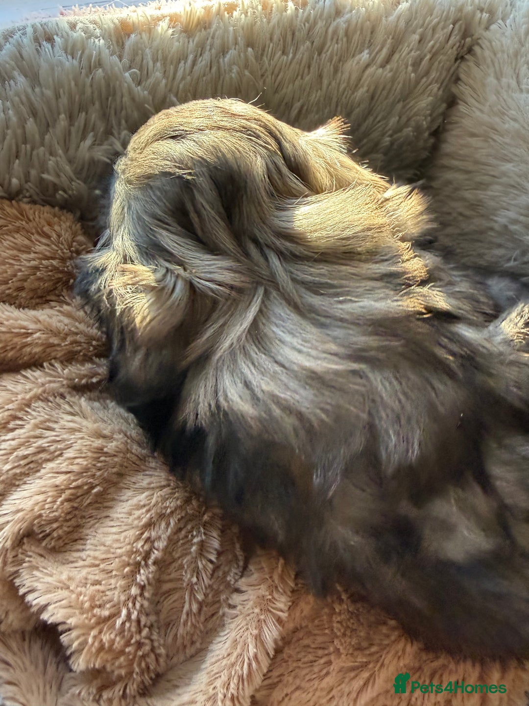 Shih Tzu dogs for sale: READY NOW …Special prices on pups POA  - Advert 31