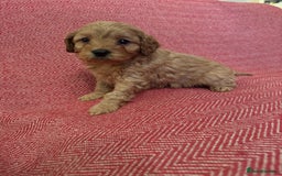 Cavapoo dogs for sale: Gorgeous F1 Cavapoo pups (1 male 1 female left)   - Image 16
