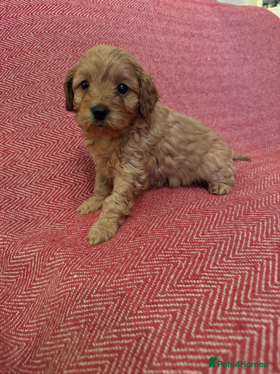 Cavapoo dogs for sale: Gorgeous F1 Cavapoo pups (1 male 1 female left)   - Image 16