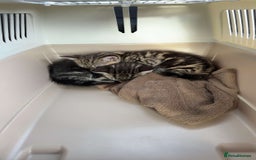 Bengal cats for sale: Two tabby kittens - Image 2