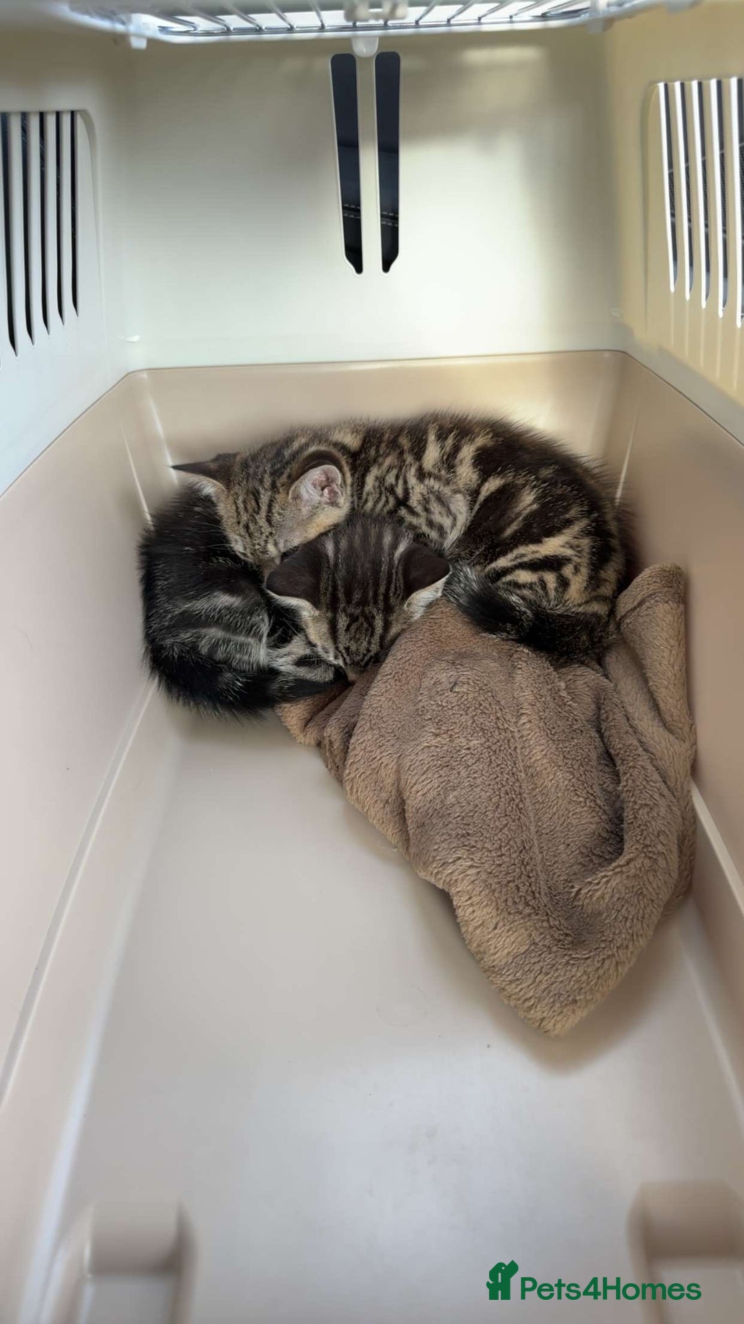 Bengal cats for sale: Two tabby kittens - Image 2
